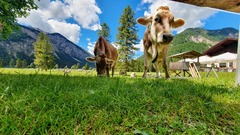 MusterAlpe Plansee in Reutte