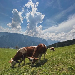 Berggasthaus Dalfaz Alm in Maurach
