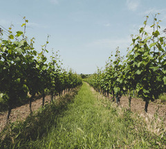 Weingut & Straussenfarm Wimmer in Oggau