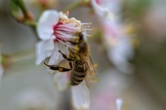 Bienenkönig - Qualitätshonig aus Österreich 5161 Elixhausen