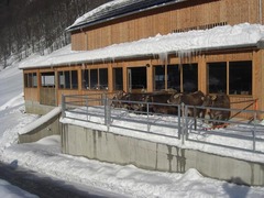 Panoramahütten Sonderdach in 6870 Bezau