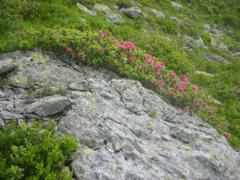 Schatzberg-Haus Auffach - Im Frühjahr blühen ganze Felder von Almrosen auf  den umliegenden Berglandschaften