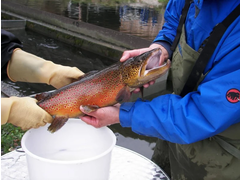 Kärnten Fisch - Fischzucht Feld am See GmbH