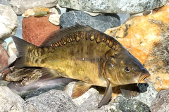 Kärnten Fisch - Fischzucht Feld am See GmbH