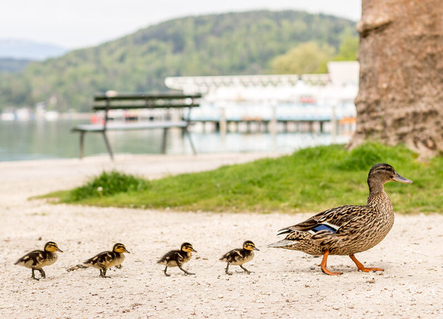 Landhaus Gretl am Wörthersee – Zimmer & Apartments: Landhaus Gretl am Wörthersee – Zimmer & Apartments in Krumpendorf