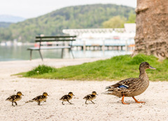 Landhaus Gretl am Wörthersee - Perfekter Ausgangspunkt für Sommerurlaub oder Wanderurlaub in Kärnten.