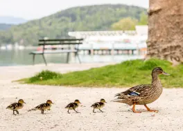 Landhaus Gretl am Wörthersee – Zimmer & Apartments in 9201 Krumpendorf am Wörthersee:
