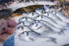 Wedl Vöcklabruck Fischtheke