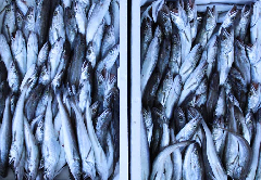 Gastro Fisch Brac